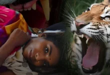 Human Mother and Tiger Fight